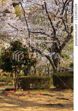 兵庫縣姬路市的春天:世界遺產姬路城和櫻花 兵庫縣姬路市的春天:世界遺產姬路城和櫻花 132065204