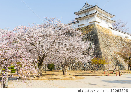 兵庫縣姬路市的春天：世界遺產姬路城和櫻花 132065208