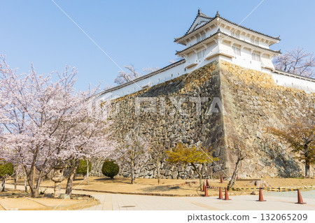 兵庫縣姬路市的春天：世界遺產姬路城和櫻花 132065209