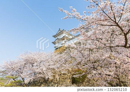 Spring in Himeji City, Hyogo Prefecture: World Heritage Site Himeji Castle and Cherry Blossoms Spring in Himeji City, Hyogo Prefecture: World Heritage Site Himeji Castle and Cherry Blossoms 132065210