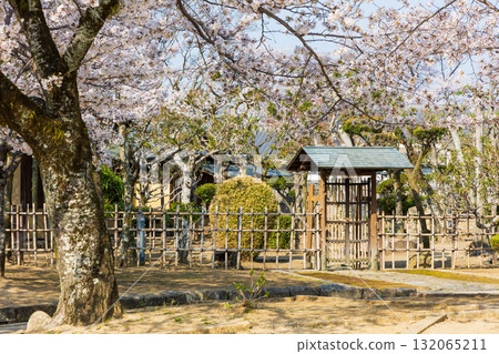 兵庫縣姬路市的春天：世界遺產姬路城和櫻花 132065211