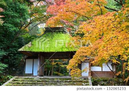 京都市左京區鹿谷法然院的紅葉 132065233