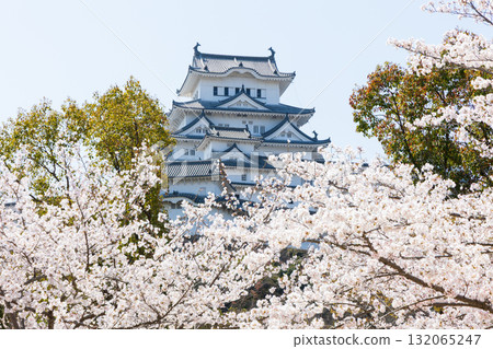 Spring in Himeji City, Hyogo Prefecture: World Heritage Site Himeji Castle and Cherry Blossoms 132065247