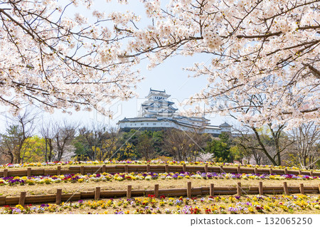 Spring in Himeji City, Hyogo Prefecture: World Heritage Site Himeji Castle and Cherry Blossoms Spring in Himeji City, Hyogo Prefecture: World Heritage Site Himeji Castle and Cherry Blossoms 132065250