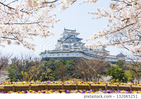 Spring in Himeji City, Hyogo Prefecture: World Heritage Site Himeji Castle and Cherry Blossoms Spring in Himeji City, Hyogo Prefecture: World Heritage Site Himeji Castle and Cherry Blossoms 132065251
