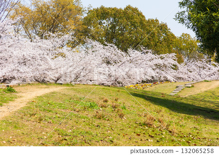 Spring in Himeji City, Hyogo Prefecture: World Heritage Site Himeji Castle and Cherry Blossoms Spring in Himeji City, Hyogo Prefecture: World Heritage Site Himeji Castle and Cherry Blossoms 132065258