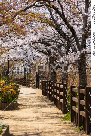 Spring in Himeji City, Hyogo Prefecture: World Heritage Site Himeji Castle and Cherry Blossoms 132065260
