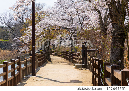 Spring in Himeji City, Hyogo Prefecture: World Heritage Site Himeji Castle and Cherry Blossoms Spring in Himeji City, Hyogo Prefecture: World Heritage Site Himeji Castle and Cherry Blossoms 132065261