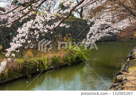 Spring in Himeji City, Hyogo Prefecture: World Heritage Site Himeji Castle and Cherry Blossoms 132065267