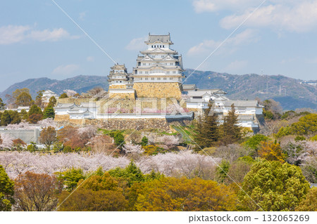 Spring in Himeji City, Hyogo Prefecture: World Heritage Site Himeji Castle and Cherry Blossoms 132065269