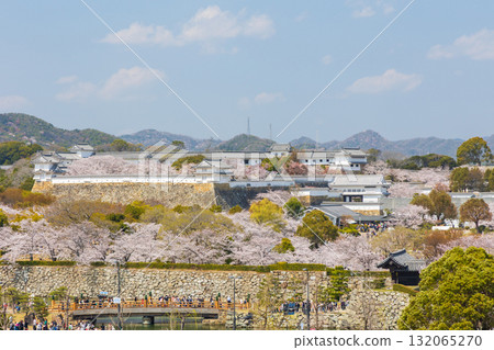 兵庫縣姬路市的春天：世界遺產姬路城和櫻花 132065270