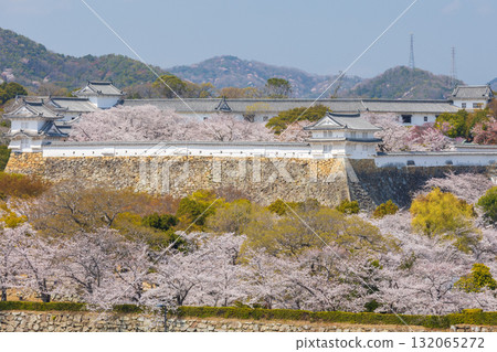 兵庫縣姬路市的春天：世界遺產姬路城和櫻花 132065272
