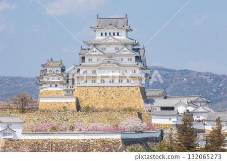 兵庫縣姬路市的春天：世界遺產姬路城和櫻花 132065273