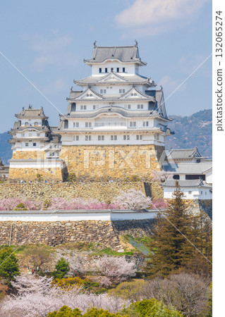 兵庫縣姬路市的春天：世界遺產姬路城和櫻花 132065274