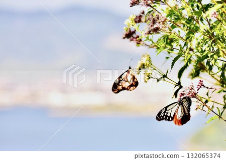 A chestnut butterfly has arrived at Fujibakama flowers blooming on a coastal hill. 132065374