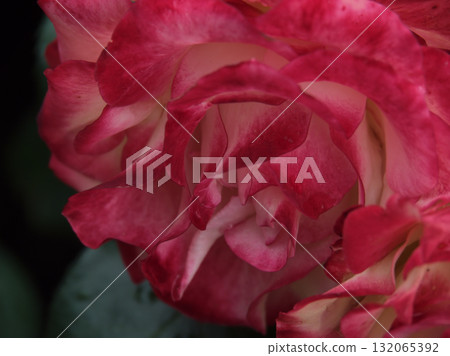 Beautiful red rose "Jubilee du Prince de Monaco" blooming in June 132065392