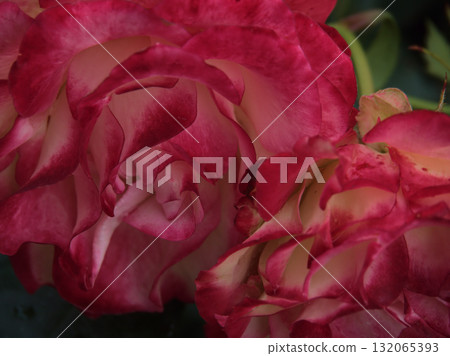 Beautiful red rose "Jubilee du Prince de Monaco" blooming in June 132065393