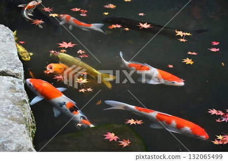 Nanzenji Temple - Autumn leaves at Tenjuan and Nishikigoi carp swimming in the strolling pond garden Nanzenji Temple - Autumn leaves at Tenjuan and Nishikigoi carp swimming in the strolling pond garden 132065499