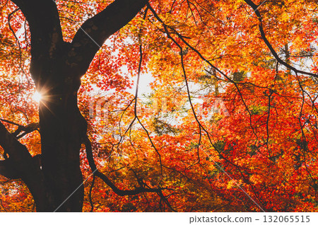 Autumn leaves at Hayade Park in late autumn Autumn leaves at Hayade Park in late autumn 132065515