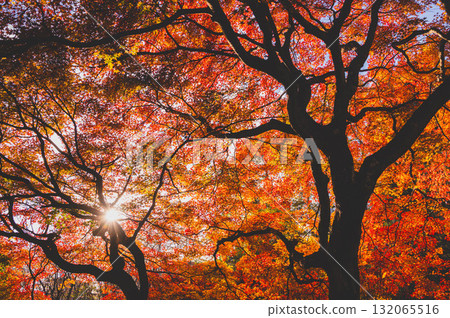 Autumn leaves at Hayade Park in late autumn Autumn leaves at Hayade Park in late autumn 132065516