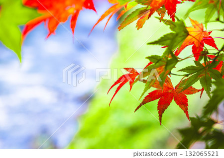 水邊秋葉生氣勃勃 132065521