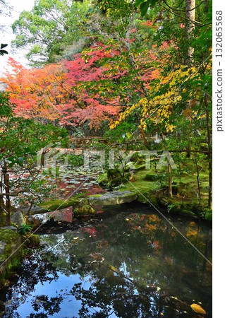 南禪寺天壽庵的秋葉和在池塘花園裡游泳的錦鯉 132065568