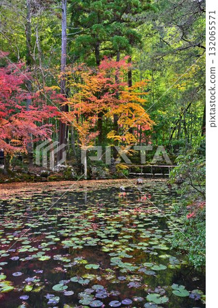 南禪寺 - 天壽庵的秋葉和池塘主題漫步花園 132065571