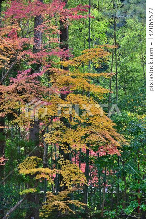 南禪寺 - 天壽庵的秋葉和池塘主題漫步花園 132065572