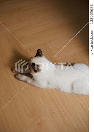 Close up cute siamese cat 132065628