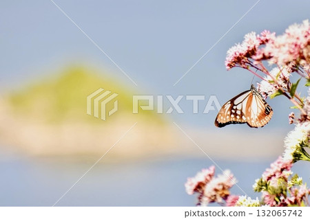 A chestnut tiger butterfly resting on a Japanese iris near the coast A chestnut tiger butterfly resting on a Japanese iris near the coast 132065742