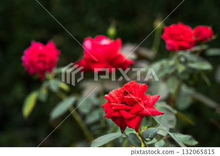 Red roses blooming after the rain: quiet passion Red roses blooming after the rain: quiet passion 132065815