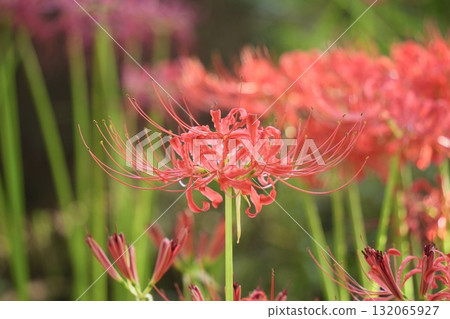 A crowd of vibrant and beautiful red spider lilies 132065927
