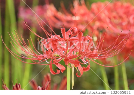 A crowd of vibrant and beautiful red spider lilies 132065931