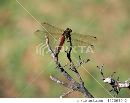 Autumn madder perched on a branch 132065942