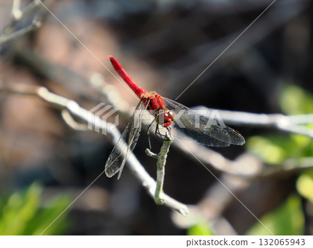 一隻夏茜草棲息在樹枝上 132065943