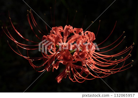 Beautiful, moistly blooming cluster amaryllis, shining 132065957