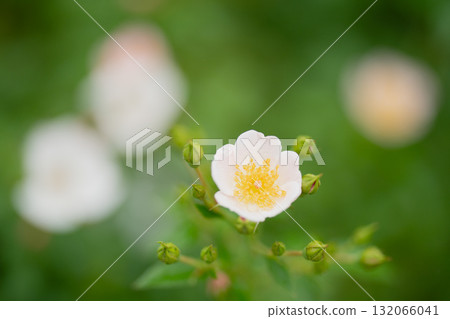 White wild roses in the gentle light of early autumn 132066041