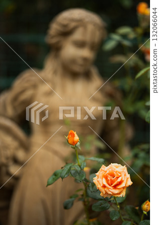 橙色玫瑰和一尊安靜時刻的女孩雕像 橙色玫瑰和一尊安靜時刻的女孩雕像 132066044