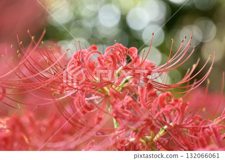 Vivid and beautiful red spider lilies, bokeh, close-up 132066061