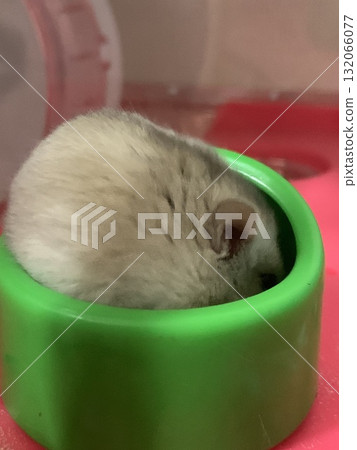 Hamster eating rice Hamster eating rice 132066077