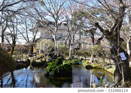 Pond and cherry blossoms in the grounds of Komoro Castle Ruins Kaiko Shrine, Nagano Prefecture 132066114