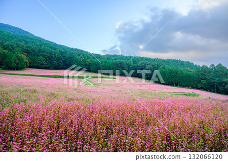 [Red Soba Village] A field of red buckwheat flowers [Minowa Town, Kamiina District] 132066120