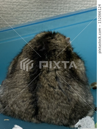 Djungarian hamster's back view 132066124