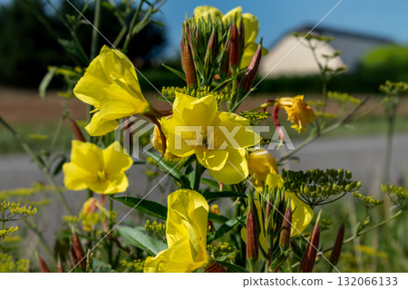 Biennial evening primrose, beautiful edible wild plant, root with a ham flavor, oenothera biennis Biennial evening primrose, beautiful edible wild plant, root with a ham flavor, oenothera biennis 132066133