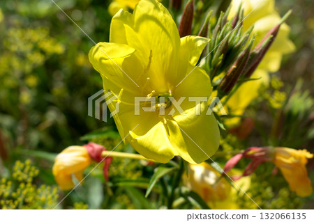 Biennial evening primrose, beautiful edible wild plant, root with a ham flavor, oenothera biennis 132066135