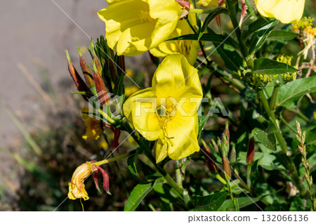 Biennial evening primrose, beautiful edible wild plant, root with a ham flavor, oenothera biennis Biennial evening primrose, beautiful edible wild plant, root with a ham flavor, oenothera biennis 132066136