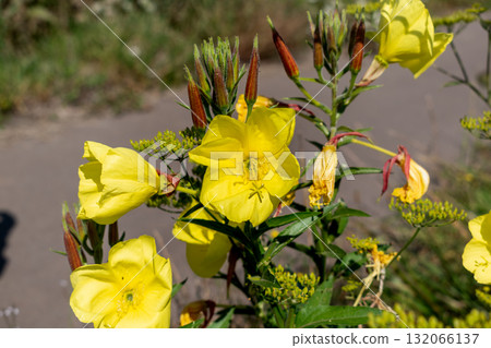 Biennial evening primrose, beautiful edible wild plant, root with a ham flavor, oenothera biennis Biennial evening primrose, beautiful edible wild plant, root with a ham flavor, oenothera biennis 132066137