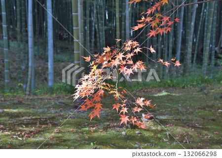 World Heritage Site: Autumn foliage at Tenryuji Temple, the head temple of the Rinzai sect, in Saga-Arashiyama, Kyoto 132066298