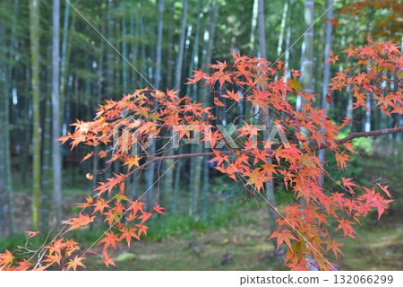 World Heritage Site: Autumn foliage at Tenryuji Temple, the head temple of the Rinzai sect, in Saga-Arashiyama, Kyoto World Heritage Site: Autumn foliage at Tenryuji Temple, the head temple of the Rinzai sect, in Saga-Arashiyama, Kyoto 132066299