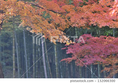 World Heritage Site: Autumn foliage at Tenryuji Temple, the head temple of the Rinzai sect, in Saga-Arashiyama, Kyoto 132066300
